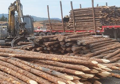 6米松木樁生產廠家批發價格多少？-松木樁如何選購？