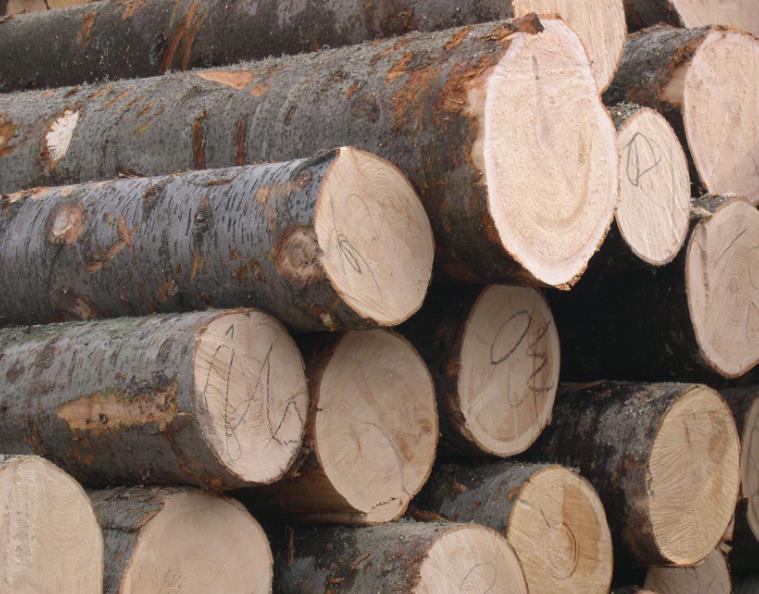 所有木材價格表木材價格(打樁木原木行情分析)