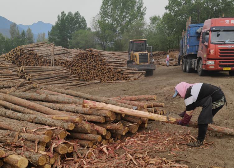 地磅基礎松木樁施工，確保穩固與可靠